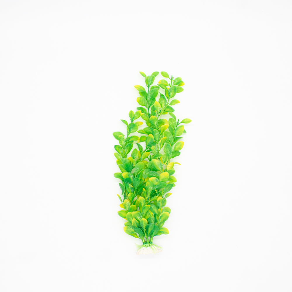 PLANTA ACUARIO MEDIANA M2333